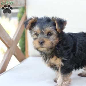 Winston, Yorkie Puppy