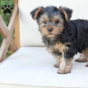 Winston, Yorkie Puppy