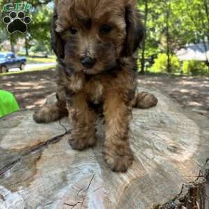 Tesla, Yorkie Poo Puppy