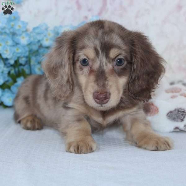 Nolan, Dachshund Puppy