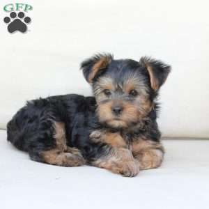 Winston, Yorkie Puppy