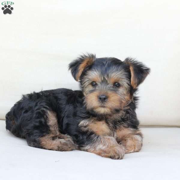 Winston, Yorkie Puppy
