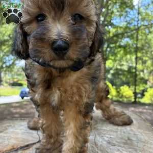 Tesla, Yorkie Poo Puppy