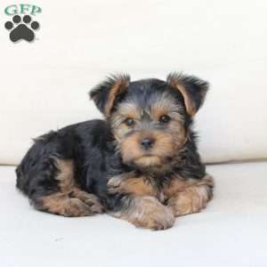 Winston, Yorkie Puppy