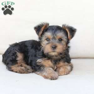 Winston, Yorkie Puppy