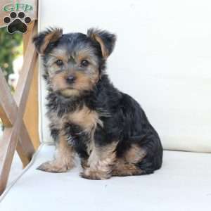 Winston, Yorkie Puppy