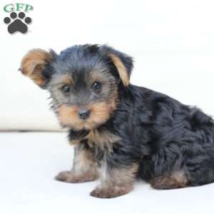 Bentley, Yorkie Puppy