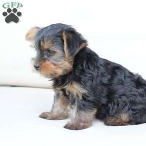 Bentley, Yorkie Puppy