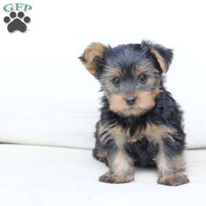 Bentley, Yorkie Puppy