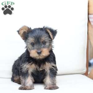 Bentley, Yorkie Puppy