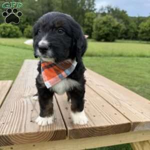 Lynx, Bernedoodle Puppy