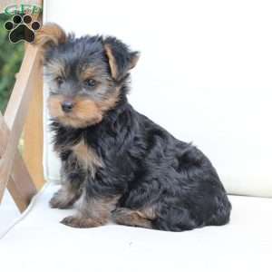 Bentley, Yorkie Puppy