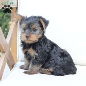 Bentley, Yorkie Puppy