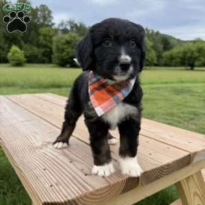 Lynx, Bernedoodle Puppy