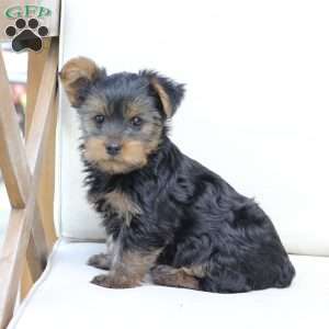 Bentley, Yorkie Puppy