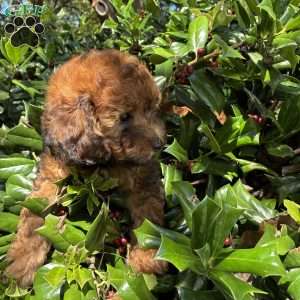 Tesla, Yorkie Poo Puppy