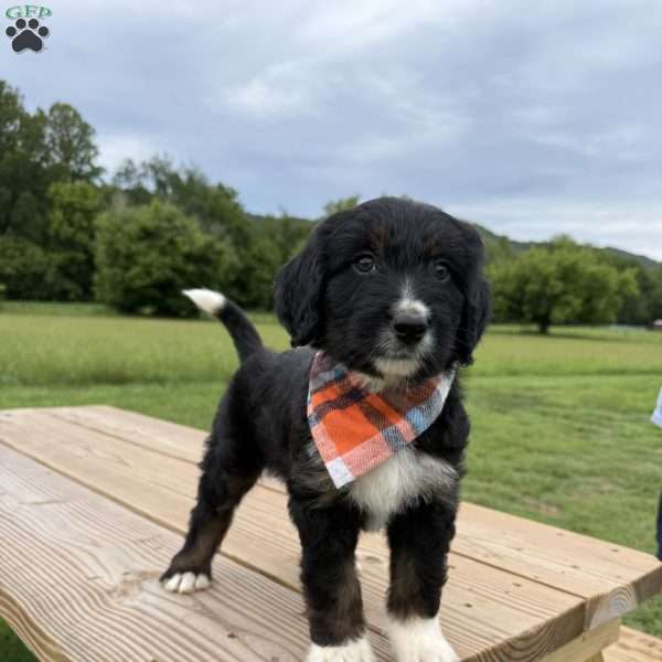Lynx, Bernedoodle Puppy