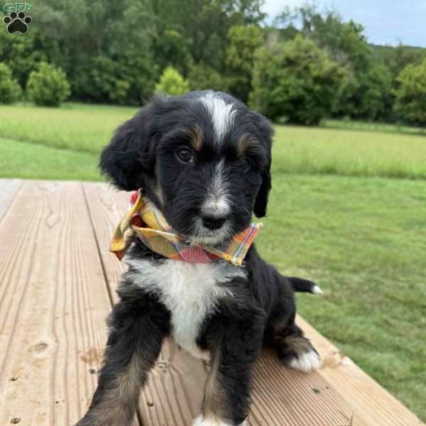 Fawn, Bernedoodle Puppy