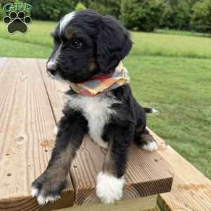 Fawn, Bernedoodle Puppy