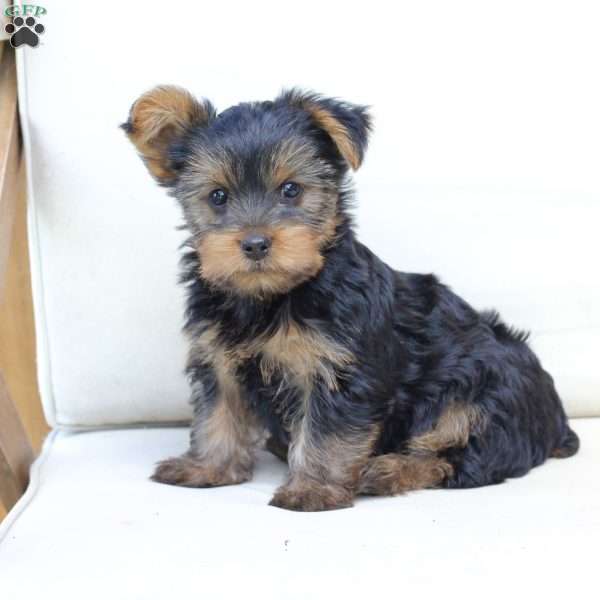 Bentley, Yorkie Puppy