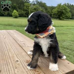 Fawn, Bernedoodle Puppy
