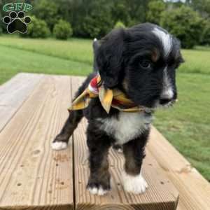 Fawn, Bernedoodle Puppy