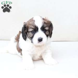Kingston, Cavachon Puppy