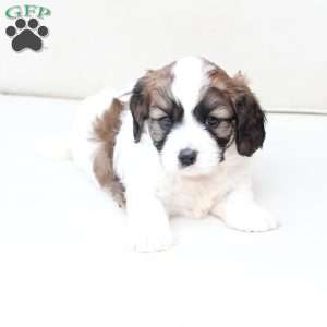 Kingston, Cavachon Puppy