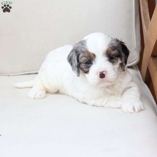 Walter, Cavachon Puppy
