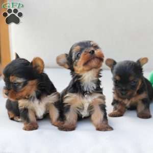 Sunny, Yorkie Puppy
