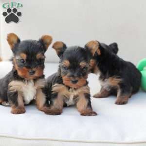 Sunny, Yorkie Puppy