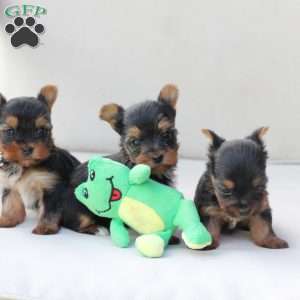 Birdie, Yorkie Puppy