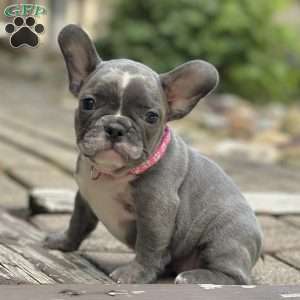 Tessa, French Bulldog Puppy
