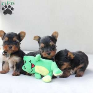 Sunny, Yorkie Puppy
