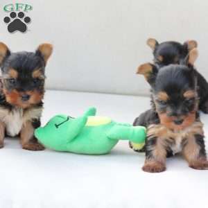 Sunny, Yorkie Puppy