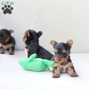 Birdie, Yorkie Puppy