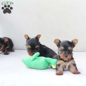 Sunny, Yorkie Puppy