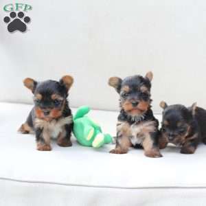 Sunny, Yorkie Puppy