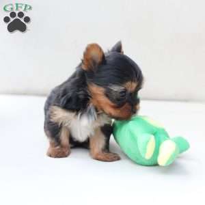 Sunny, Yorkie Puppy