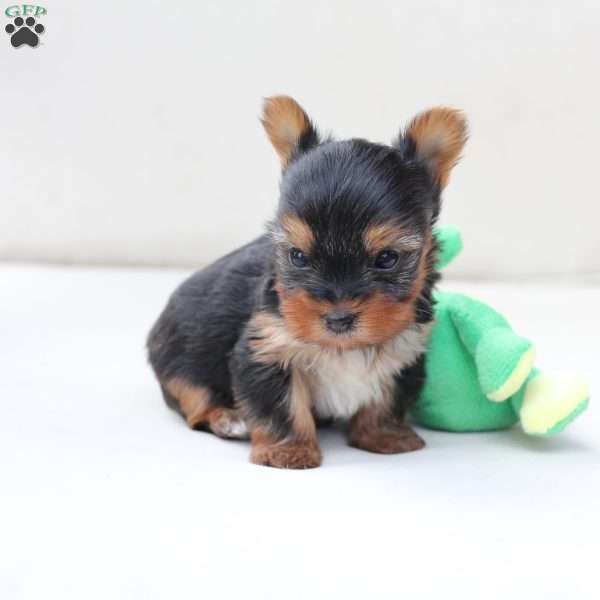 Sunny, Yorkie Puppy