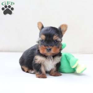 Sunny, Yorkie Puppy