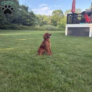Rascal, Irish Setter Puppy