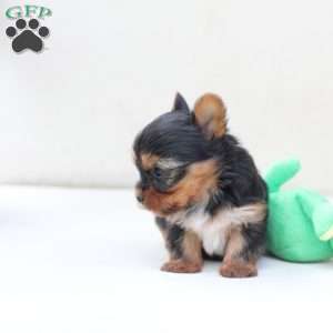 Sunny, Yorkie Puppy