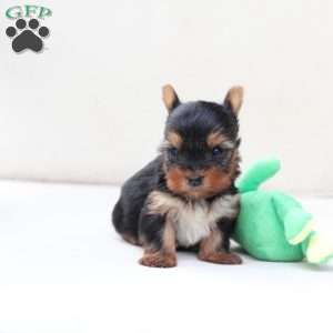 Sunny, Yorkie Puppy