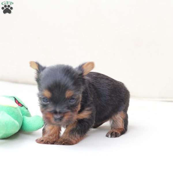 Birdie, Yorkie Puppy