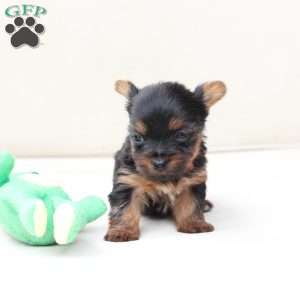 Birdie, Yorkie Puppy