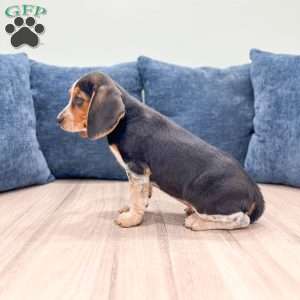 Daisy, Beagle Puppy