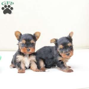 Sunny, Yorkie Puppy