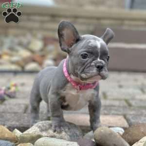 Tessa, French Bulldog Puppy
