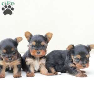 Sunny, Yorkie Puppy
